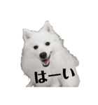 日本スピッツ   White Lab（個別スタンプ：2）