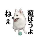 日本スピッツ   White Lab（個別スタンプ：3）