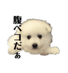 日本スピッツ   White Lab（個別スタンプ：5）