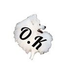 日本スピッツ   White Lab（個別スタンプ：6）