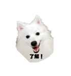 日本スピッツ   White Lab（個別スタンプ：7）