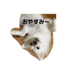 日本スピッツ   White Lab（個別スタンプ：8）