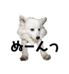 日本スピッツ   White Lab（個別スタンプ：9）