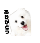 日本スピッツ   White Lab（個別スタンプ：10）
