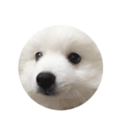 日本スピッツ   White Lab（個別スタンプ：11）