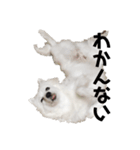 日本スピッツ   White Lab（個別スタンプ：12）