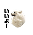日本スピッツ   White Lab（個別スタンプ：13）