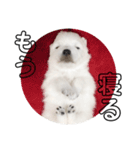 日本スピッツ   White Lab（個別スタンプ：15）