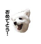 日本スピッツ   White Lab（個別スタンプ：16）