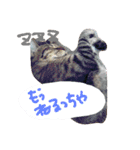 スギちゃんちの猫さん達（個別スタンプ：1）