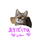 スギちゃんちの猫さん達（個別スタンプ：2）