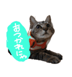 スギちゃんちの猫さん達（個別スタンプ：3）