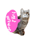 スギちゃんちの猫さん達（個別スタンプ：4）