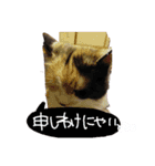 スギちゃんちの猫さん達（個別スタンプ：5）