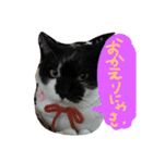 スギちゃんちの猫さん達（個別スタンプ：7）