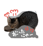 スギちゃんちの猫さん達（個別スタンプ：9）