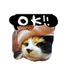 スギちゃんちの猫さん達（個別スタンプ：10）