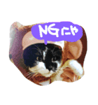 スギちゃんちの猫さん達（個別スタンプ：11）