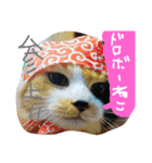 スギちゃんちの猫さん達（個別スタンプ：12）