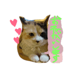 スギちゃんちの猫さん達（個別スタンプ：13）