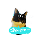 スギちゃんちの猫さん達（個別スタンプ：14）