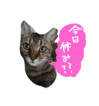 スギちゃんちの猫さん達（個別スタンプ：15）