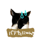 スギちゃんちの猫さん達（個別スタンプ：16）