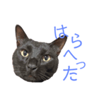 黒猫ジュニ（個別スタンプ：4）