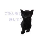 黒猫ジュニ（個別スタンプ：5）