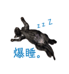 黒猫ジュニ（個別スタンプ：6）