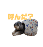 ウチのわんこ3（個別スタンプ：4）