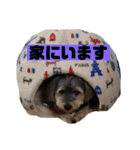 ウチのわんこ3（個別スタンプ：17）