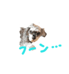 気まぐれシュナウザーと気まぐれウサギ（個別スタンプ：4）
