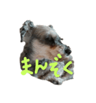 気まぐれシュナウザーと気まぐれウサギ（個別スタンプ：8）