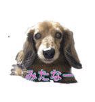 癒やしのペット（個別スタンプ：11）