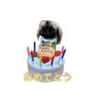 癒やしのペット（個別スタンプ：13）