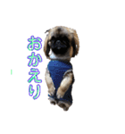 癒やしのペット（個別スタンプ：28）