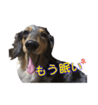 癒やしのペット（個別スタンプ：31）