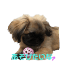 癒やしのペット（個別スタンプ：34）