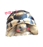 リクガメのリクさん（個別スタンプ：1）