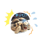 リクガメのリクさん（個別スタンプ：2）