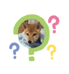 豆柴くう  日常スタンプ（個別スタンプ：5）