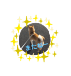 豆柴くう  日常スタンプ（個別スタンプ：6）