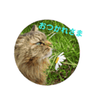 チャコと月の写真スタンプ（個別スタンプ：2）