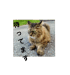チャコと月の写真スタンプ（個別スタンプ：5）