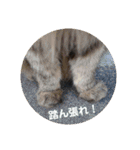 チャコと月の写真スタンプ（個別スタンプ：13）