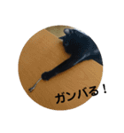 チャコと月の写真スタンプ（個別スタンプ：14）