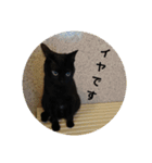 チャコと月の写真スタンプ（個別スタンプ：17）