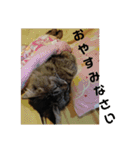 チャコと月の写真スタンプ（個別スタンプ：24）