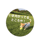 ジャックラッセル咲太郎♡（個別スタンプ：1）